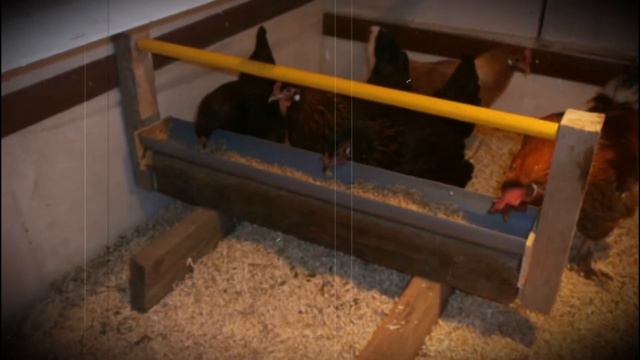 Курятник на 10 кур в домашних условиях особенности построения, принятые нормы смотреть онлайн