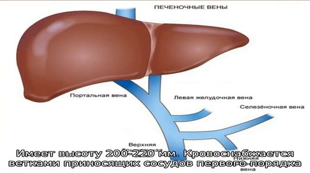 Сегменты печени