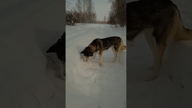 Зачем собака ест ветки?