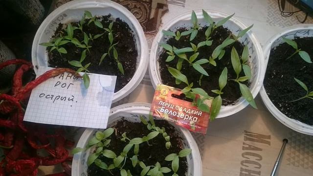 пикировка рассада сладкий перец баклажан смотреть онлайн