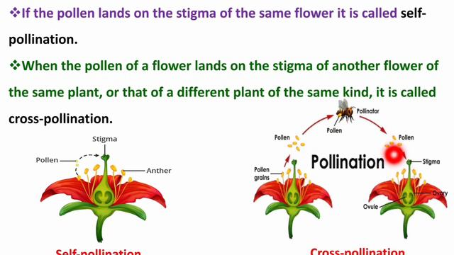 NCERT | Science | Chapter 12 | Reproduction in Plants |  PART 2 | Class 7