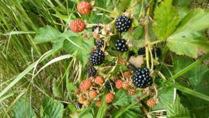 Ежевика ремонтантная Агавам уход и выращивание.Ежевика садовая сбор урожая.Крупные ягоды ежевики