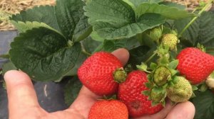 Ремонтантный сорт Портола. Польша.