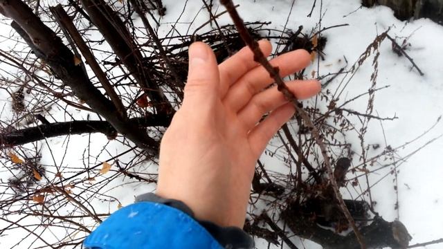 17.01.2020 Сызрань +1 Прививка сливы Сувенир Востока на СВГ смотреть онлайн