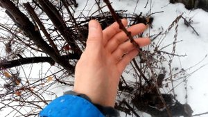 17.01.2020 Сызрань +1 Прививка сливы Сувенир Востока на СВГ