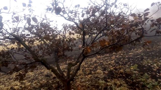 Айва, из куста в дерево. Переформировка айвы. Обрезка айвы. смотреть онлайн