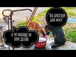 Разговор подобранных собак! Смотреть до конца!