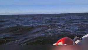 Рыбалка на любимом чудском озере 31.07.2021