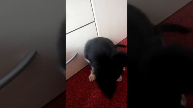 Игрушки для собак,какие игрушки лудше всего?(лаки) смотреть онлайн