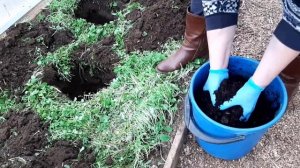 Сажаем баклажаны в теплицу Как правильно это сделать