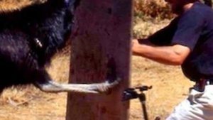 Дроморнис птица гигант