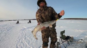 Щука продолжает атаковать.