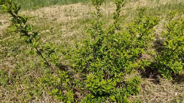 Гуми или Лох многоцветковый на вашем участке смотреть онлайн