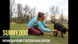 Щенок Лабрадора. Дрессировка.Как научить команде "Апорт"  щенка?