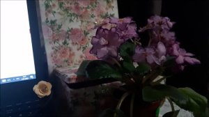 Цветение красивой фиалки Наша Надежда