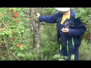 абрикос в Сибири