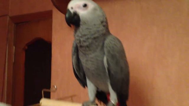 Продажа жако. Продаются птенцы выкормыши. смотреть онлайн