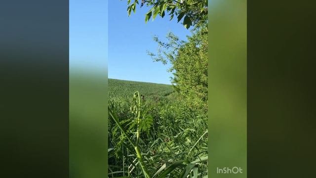 Манок на косулю своими руками #понаблюдал за косулей #косуля