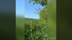Манок на косулю своими руками #понаблюдал за косулей #косуля
