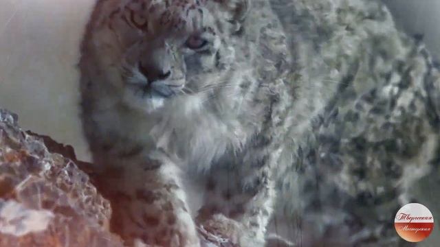 П. Аксёнов. (ст.Вадим Егоров) Странный сон смотреть онлайн