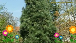 Сосна гималайская Денса. Краткий обзор, описание характеристик pinus wallichiana Densa
