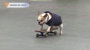 СОБАКА НА СКЕЙТЕ