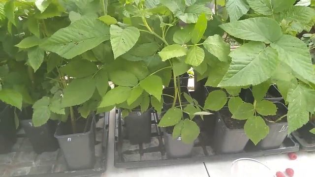 Продаем рассаду малины, ежевики, клубники с большой скидкой. смотреть онлайн