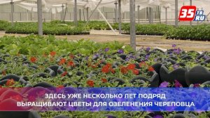 Тоншаловский тепличный комплекс  снабжает рассадой всю Вологодчину
