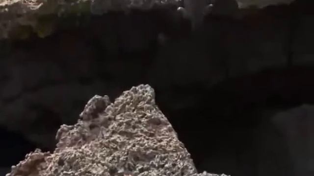 Удивительные львиные новички защищают своих братьев от Анаконды! Мангуста-орел Ящерица Крыса смотреть онлайн