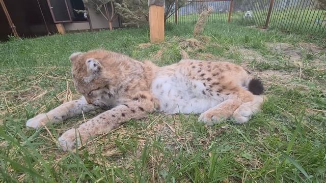 Как Рысь реагирует на Валерианку ?) смотреть онлайн