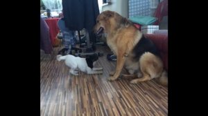 Гладкошёрстный фокстерьер и большой пёс. Фокстерьер в доме.