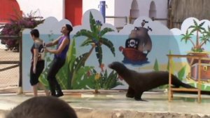 Sea Lions Show Benidorm 2013 Aqua Natura