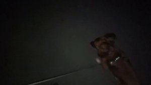 Народные приметы про собаку в доме