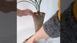 Посадка японского цимбидиума Cymbidium ensifolium