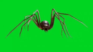 Футаж паук / spider на зелёном фоне - хромакей