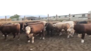 Откорм безпривязный в каком возрасте берём Быков и когда Сдаём