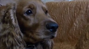 Как правильно выбрать ЩЕНКА СПАНИЕЛЯ~что нужно ЗНАТЬ~ВАЖНЫЕ ПРАВИЛА~