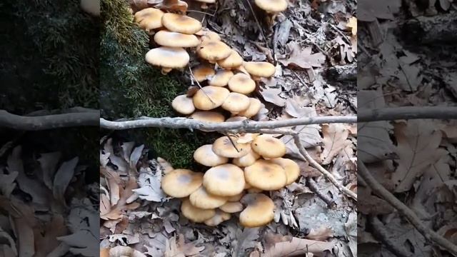 #молдаванское #опята. #грибы смотреть онлайн