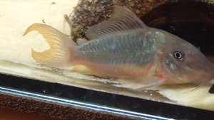 Brochis multiradiatus BRED & Corydoras CW009 "green laser" DNZ