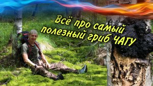 💥Гриб «Чага» Лекарство от всех болезней 🔥🔥🔥