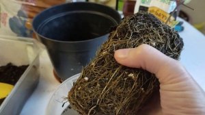 ? Клематис- Княжик - "Блю Сюрпрайз", распаковка и посадка.