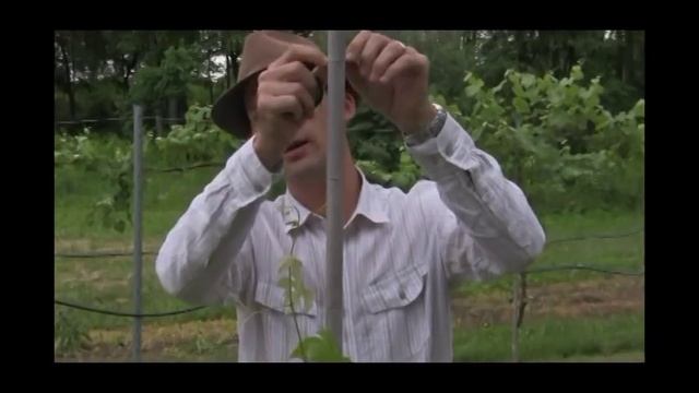 How to Train Wow Fruit Now! Tickled Pink™ Grape - Gurney's Video смотреть онлайн