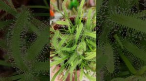 хищные растения. Венерина Мухоловка. Саррацения. Росянка. Дионея