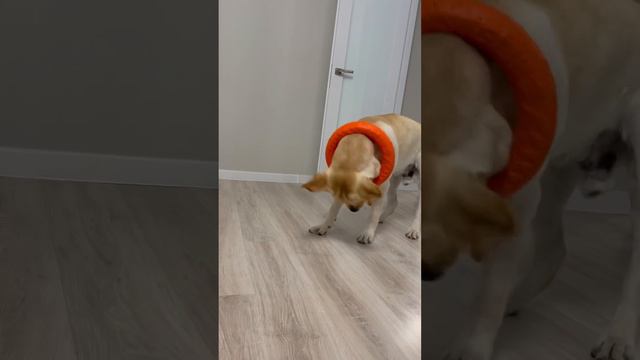 Игры  лабрадор собаки смешныевидео животные лабрадорретривер dog