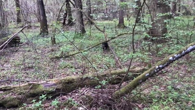 Вольер для собак! Вольер дома. смотреть онлайн