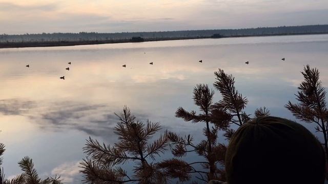 Осень 2019.Охота на уток.Чернеть хохлатая смотреть онлайн