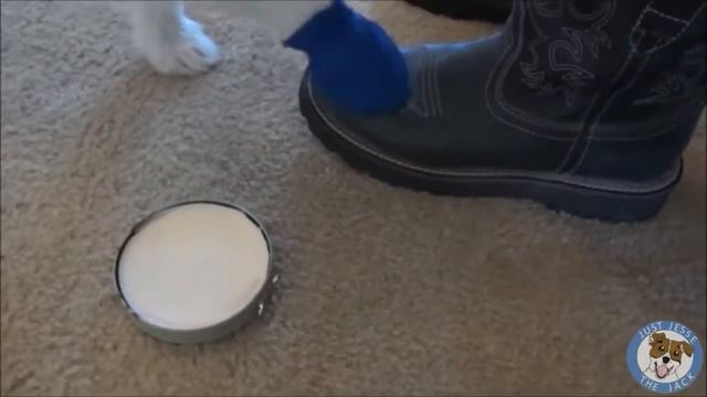 ყველაზე ჭკვიანი ძაღლი самый умный пес смотреть онлайн