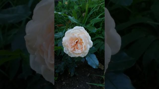 Роза Мария Антуанетта в полном роспуске. смотреть онлайн