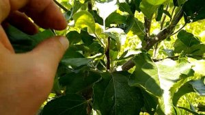 Перепривитое дерево яблони сортом Джонаголд Декоста