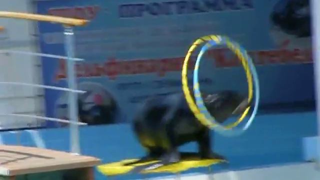 Морские котики Крым смотреть онлайн